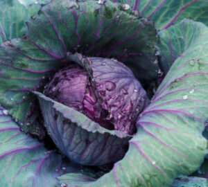 purple cabbage