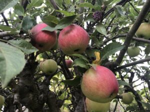 Ripe red apples