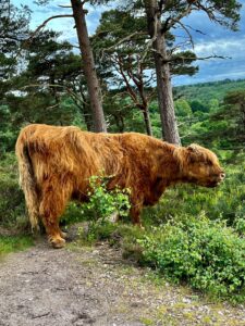Devils punchbowl, hindhead, hike cows