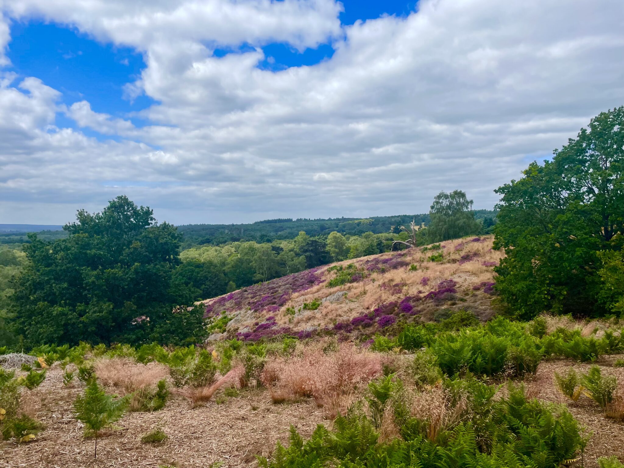 Friday Hike - 11Km Puttenham Heath & Britty Woods Circular - Back on Track